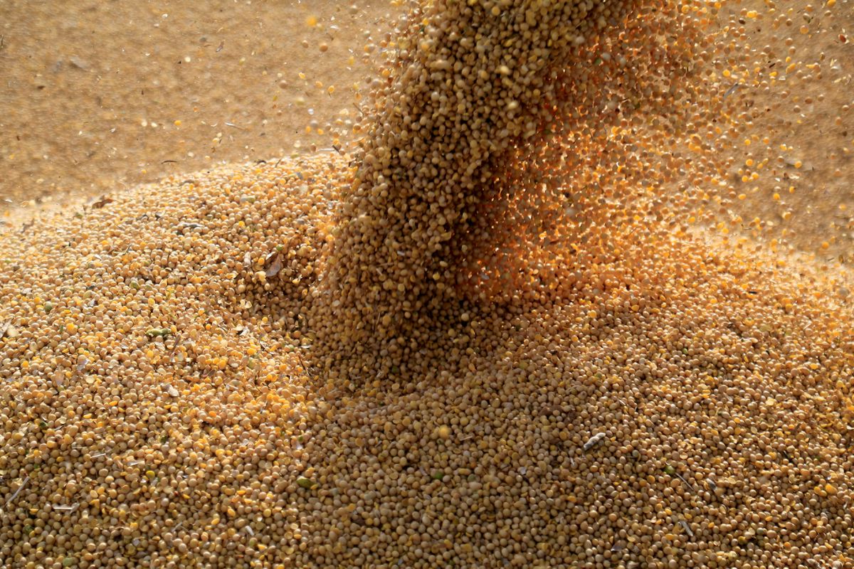 U.S. soy exports hit 6-month high as Gulf loadings rise after Ida; lag year ago pace